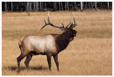 Elk